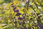 Mönchspfeffer / Keuschbaum 'Laciniata' - Vitex agnus-castus 'Laciniata'