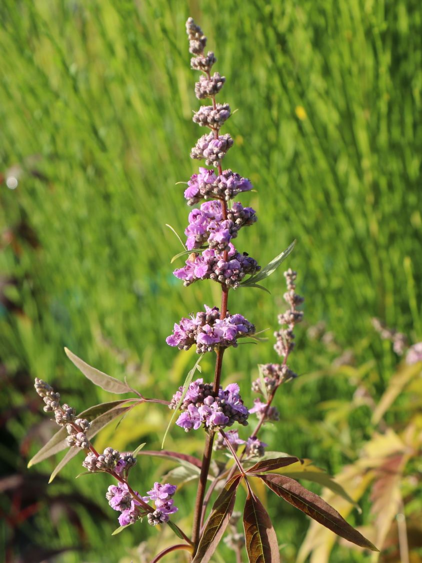 Mönchspfeffer / Keuschbaum 'Laciniata' - Vitex agnus-castus 'Laciniata'