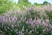 Mönchspfeffer / Keuschbaum 'Pink Pinnacle' - Vitex agnus-castus 'Pink Pinnacle'