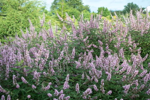 Mönchspfeffer / Keuschbaum 'Pink Pinnacle' - Vitex agnus-castus 'Pink Pinnacle'