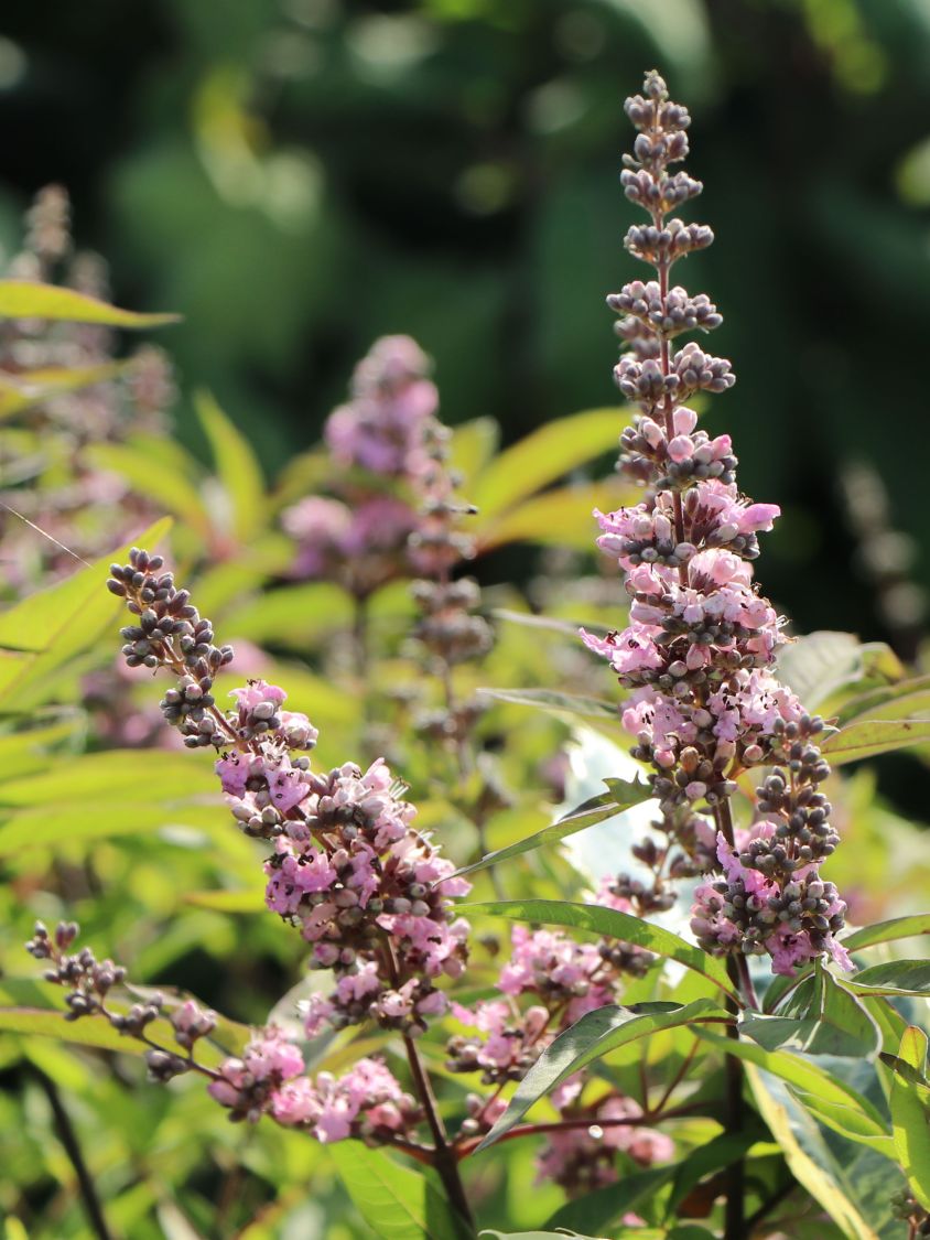 Mönchspfeffer / Keuschbaum 'Pink Pinnacle' - Vitex agnus-castus 'Pink Pinnacle'