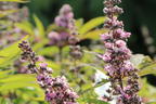 Mönchspfeffer / Keuschbaum 'Pink Pinnacle' - Vitex agnus-castus 'Pink Pinnacle'