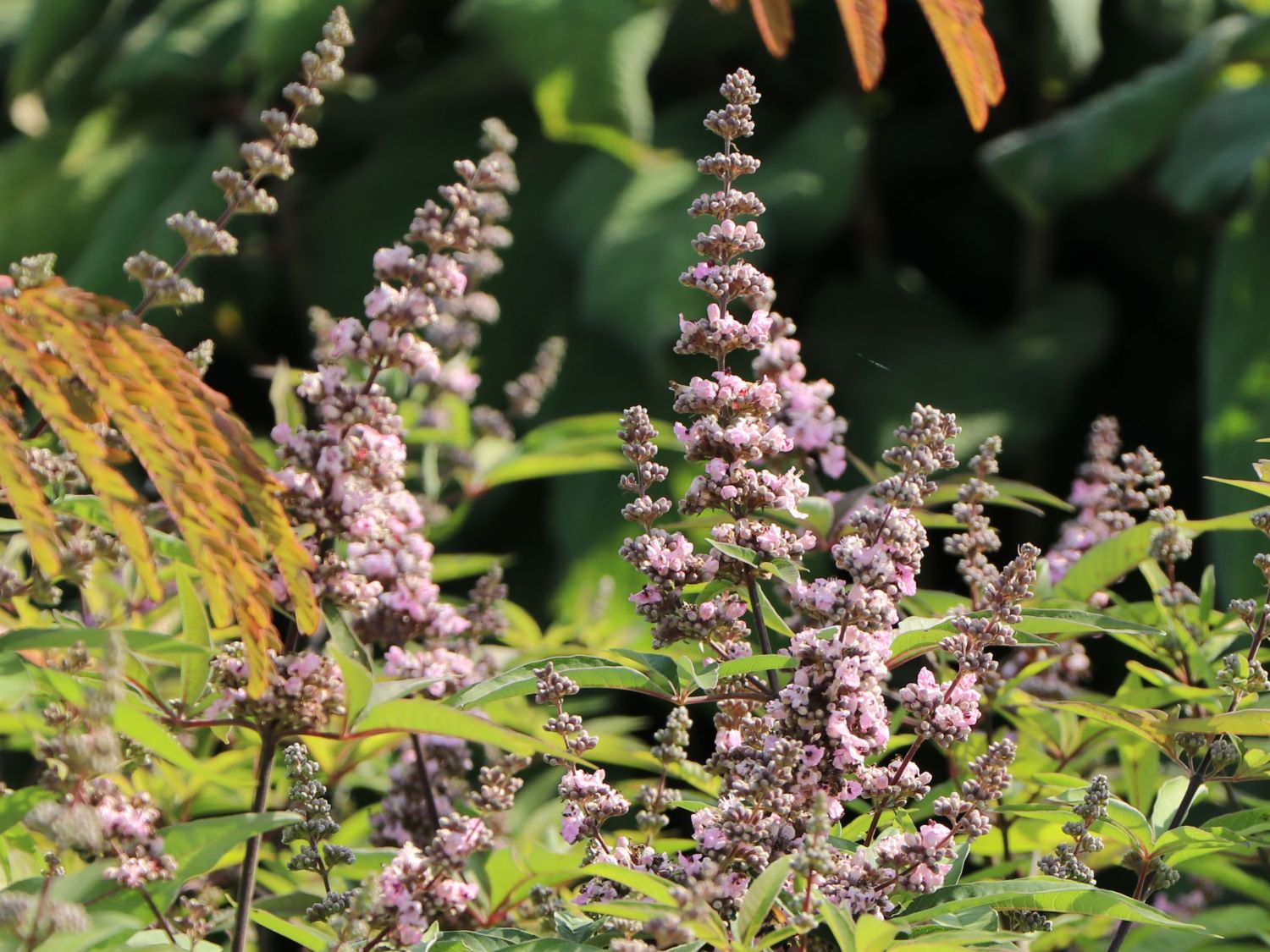 Mönchspfeffer / Keuschbaum 'Pink Pinnacle' - Vitex agnus-castus 'Pink Pinnacle'