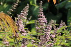 Mönchspfeffer / Keuschbaum 'Pink Pinnacle' - Vitex agnus-castus 'Pink Pinnacle'