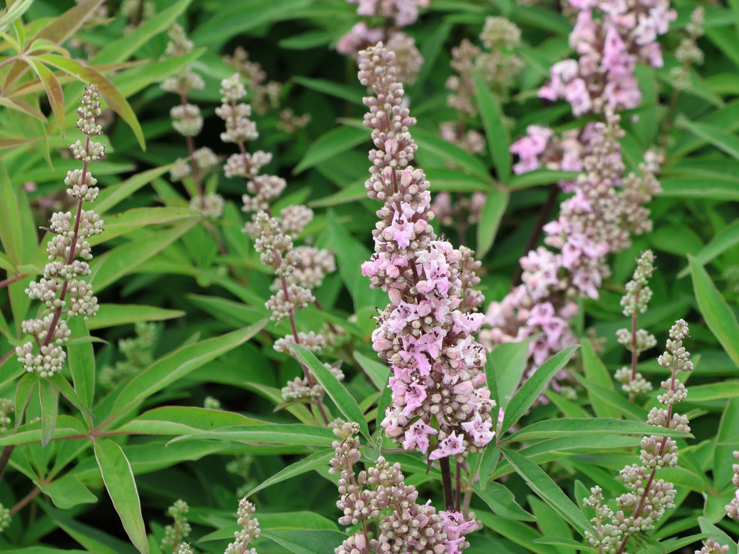 Mönchspfeffer / Keuschbaum 'Pink Pinnacle' - Vitex agnus-castus 'Pink Pinnacle'