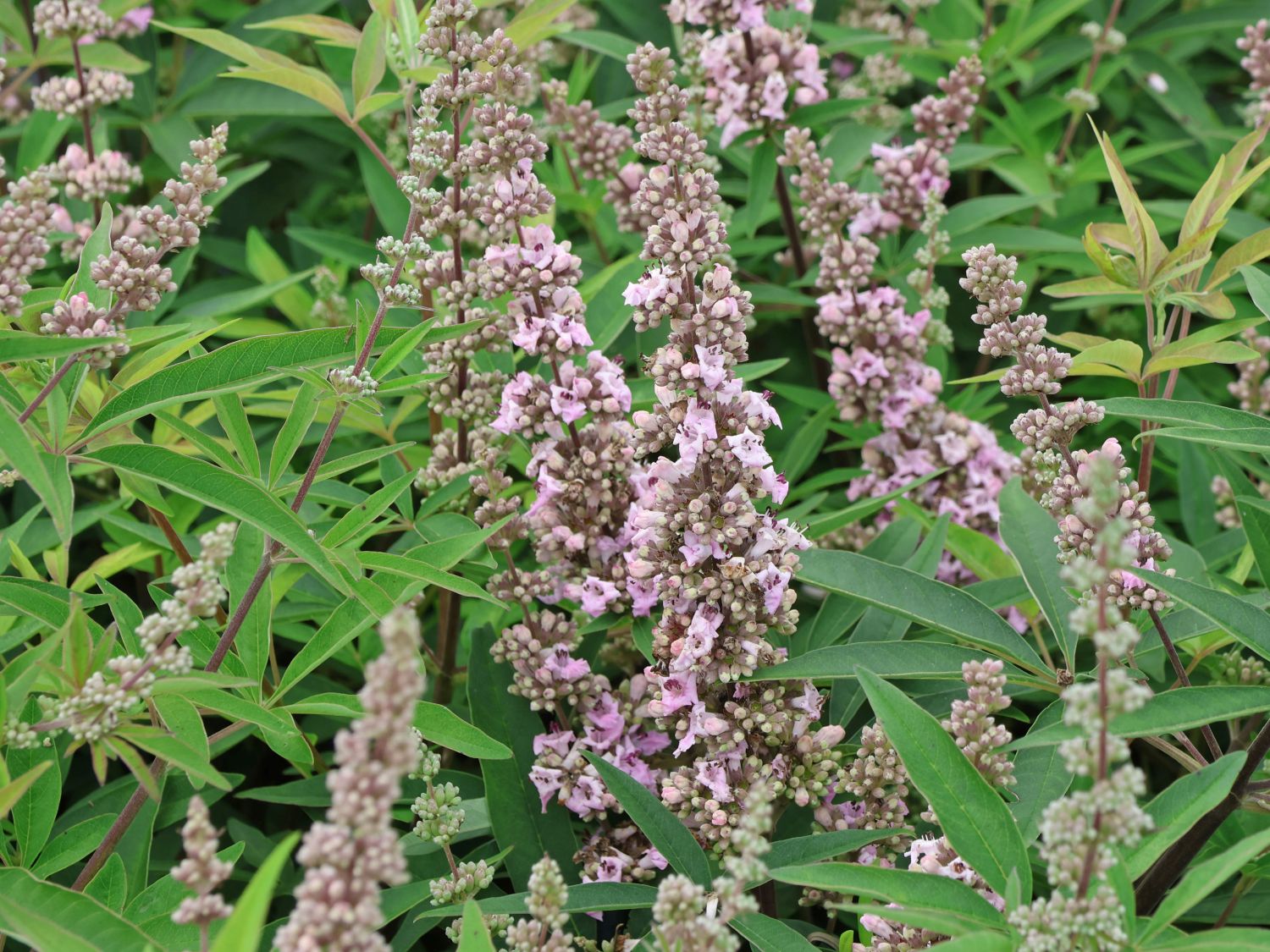 Mönchspfeffer / Keuschbaum 'Pink Pinnacle' - Vitex agnus-castus 'Pink Pinnacle'