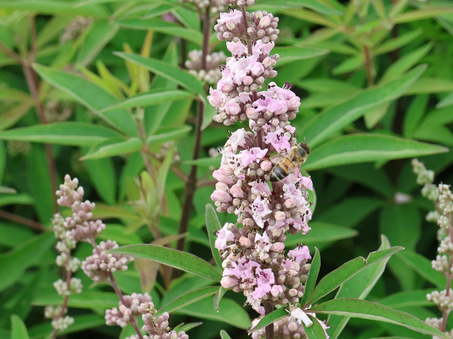 Mönchspfeffer / Keuschbaum 'Pink Pinnacle' - Vitex agnus-castus 'Pink Pinnacle'