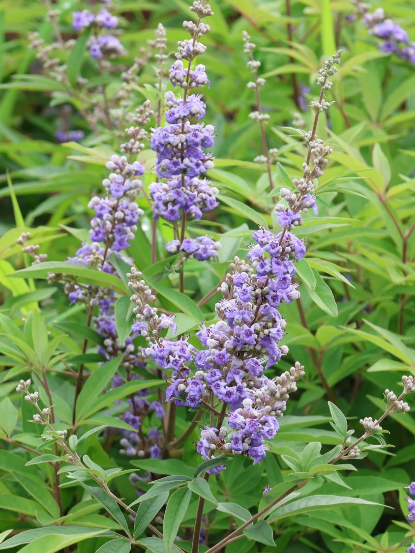 Mönchspfeffer / Keuschbaum PROVEN WINNERS ® 'Blue Diddley' - Vitex agnus-castus PROVEN WINNERS ® 'Blue Diddley'