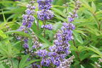 Mönchspfeffer / Keuschbaum PROVEN WINNERS ® 'Blue Diddley' - Vitex agnus-castus PROVEN WINNERS ® 'Blue Diddley'