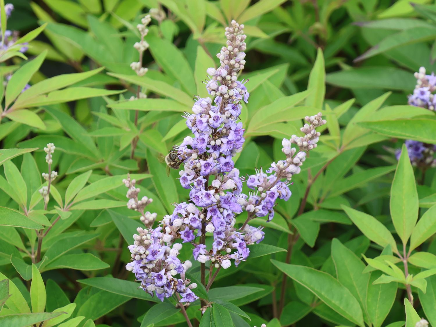 Mönchspfeffer / Keuschbaum PROVEN WINNERS ® 'Blue Diddley' - Vitex agnus-castus PROVEN WINNERS ® 'Blue Diddley'
