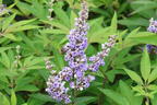 Mönchspfeffer / Keuschbaum PROVEN WINNERS ® 'Blue Diddley' - Vitex agnus-castus PROVEN WINNERS ® 'Blue Diddley'