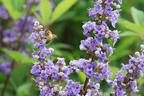 Mönchspfeffer / Keuschbaum PROVEN WINNERS ® 'Blue Diddley' - Vitex agnus-castus PROVEN WINNERS ® 'Blue Diddley'