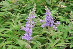 Mönchspfeffer / Keuschbaum PROVEN WINNERS ® 'Blue Diddley' - Vitex agnus-castus PROVEN WINNERS ® 'Blue Diddley'
