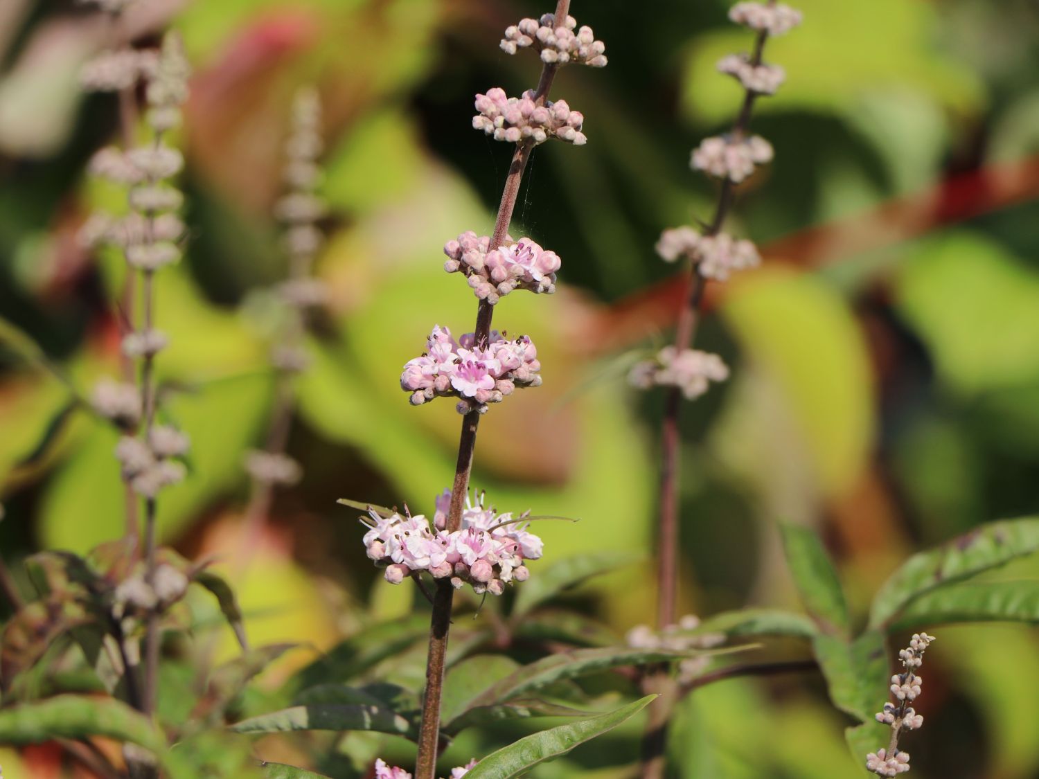 Mönchspfeffer 'Santamaria' - Vitex agnus-castus 'Santamaria'