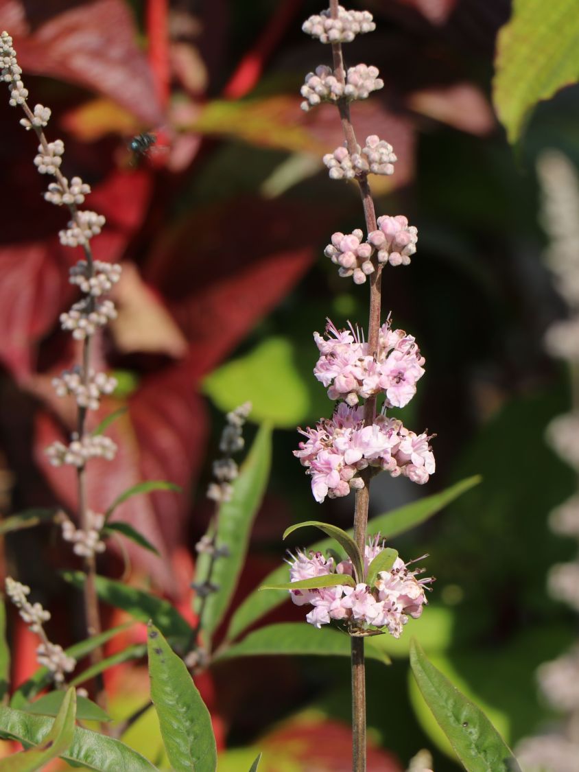 Mönchspfeffer 'Santamaria' - Vitex agnus-castus 'Santamaria'
