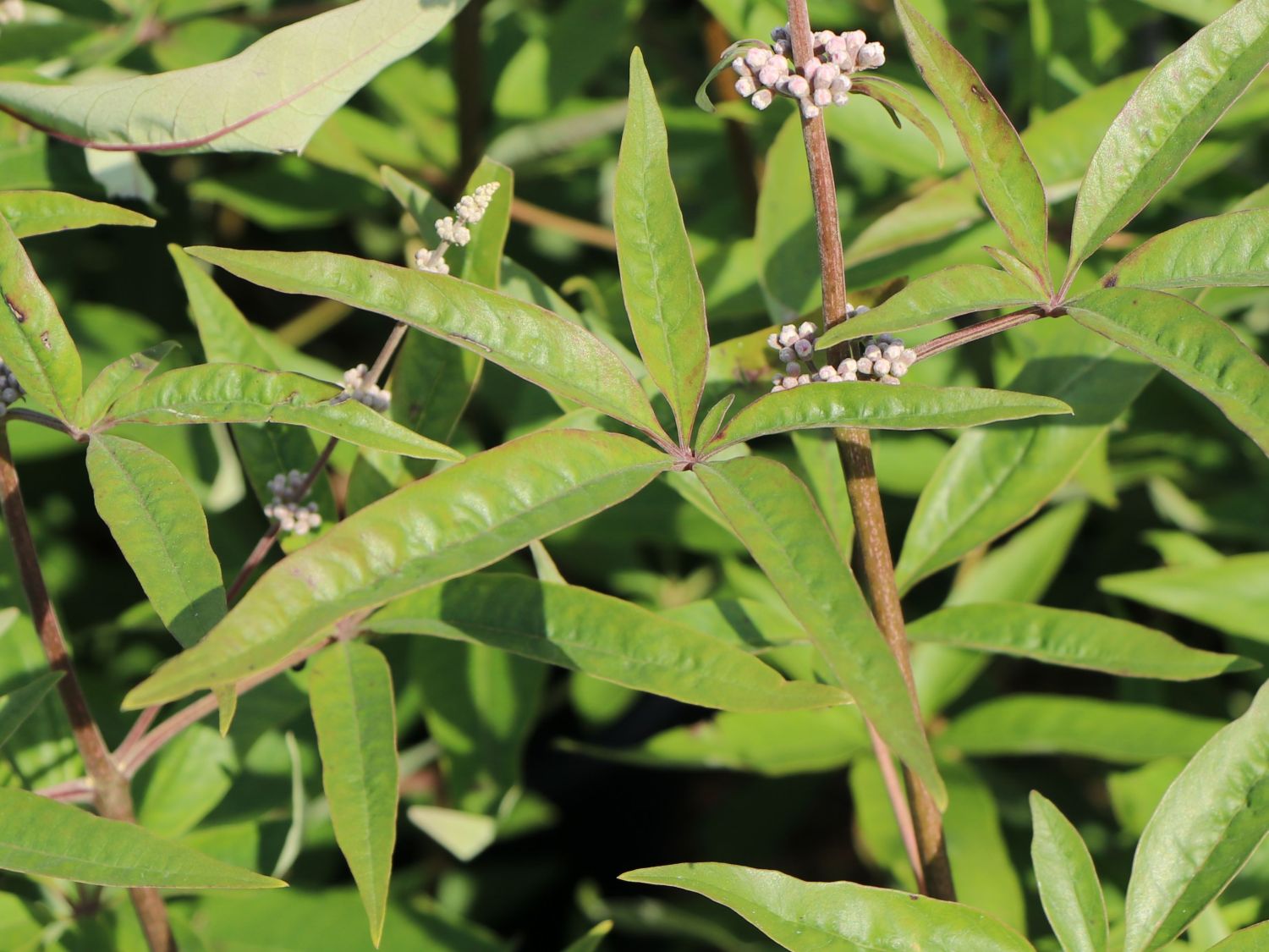 Mönchspfeffer 'Santamaria' - Vitex agnus-castus 'Santamaria'