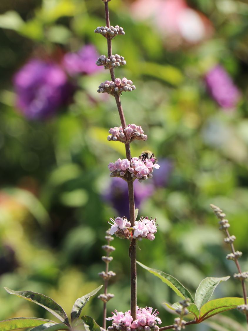 Mönchspfeffer 'Santamaria' - Vitex agnus-castus 'Santamaria'