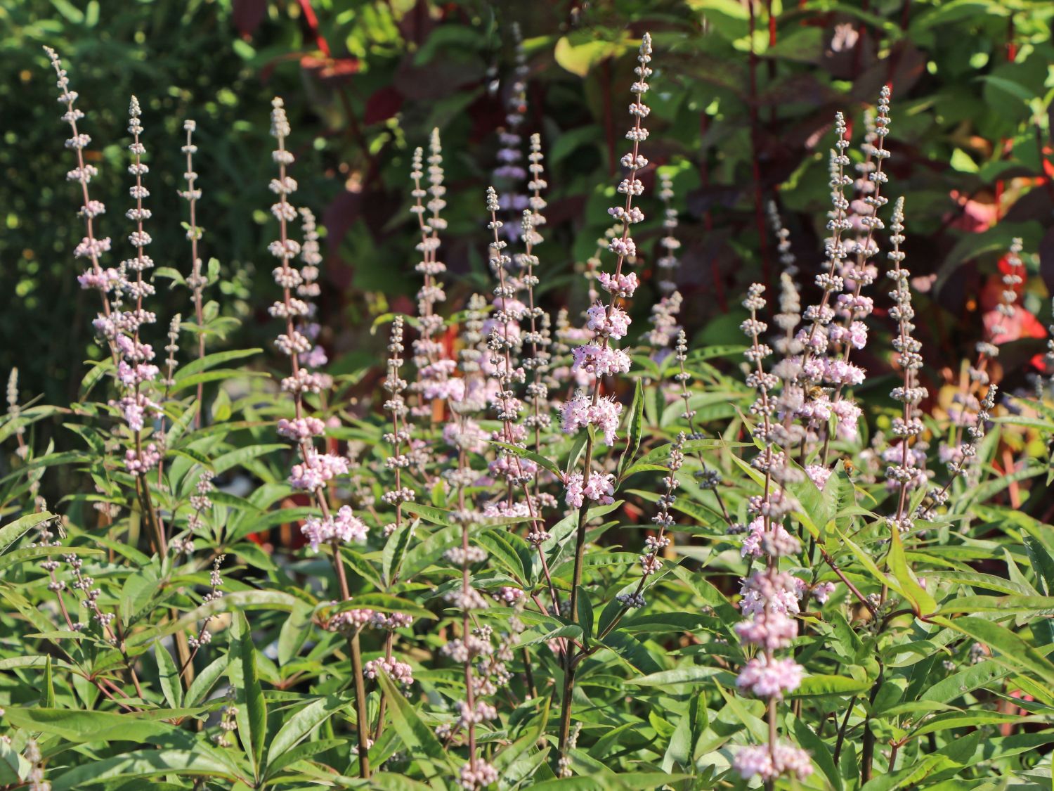Mönchspfeffer 'Santamaria' - Vitex agnus-castus 'Santamaria'
