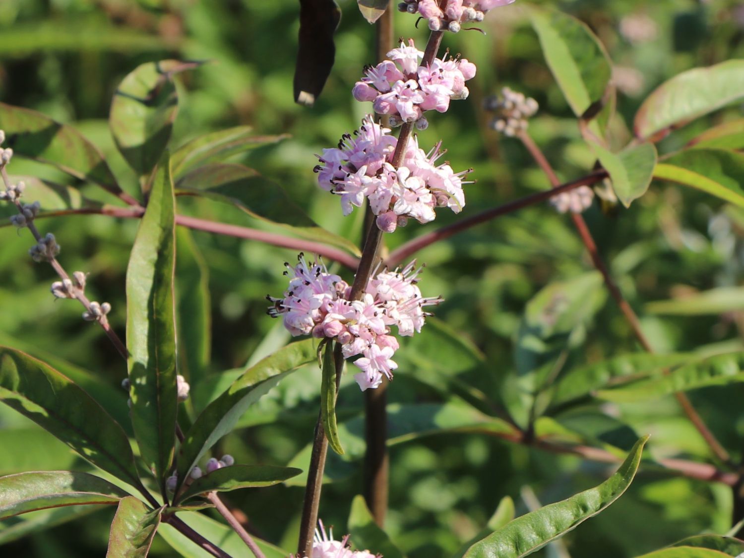 Mönchspfeffer 'Santamaria' - Vitex agnus-castus 'Santamaria'