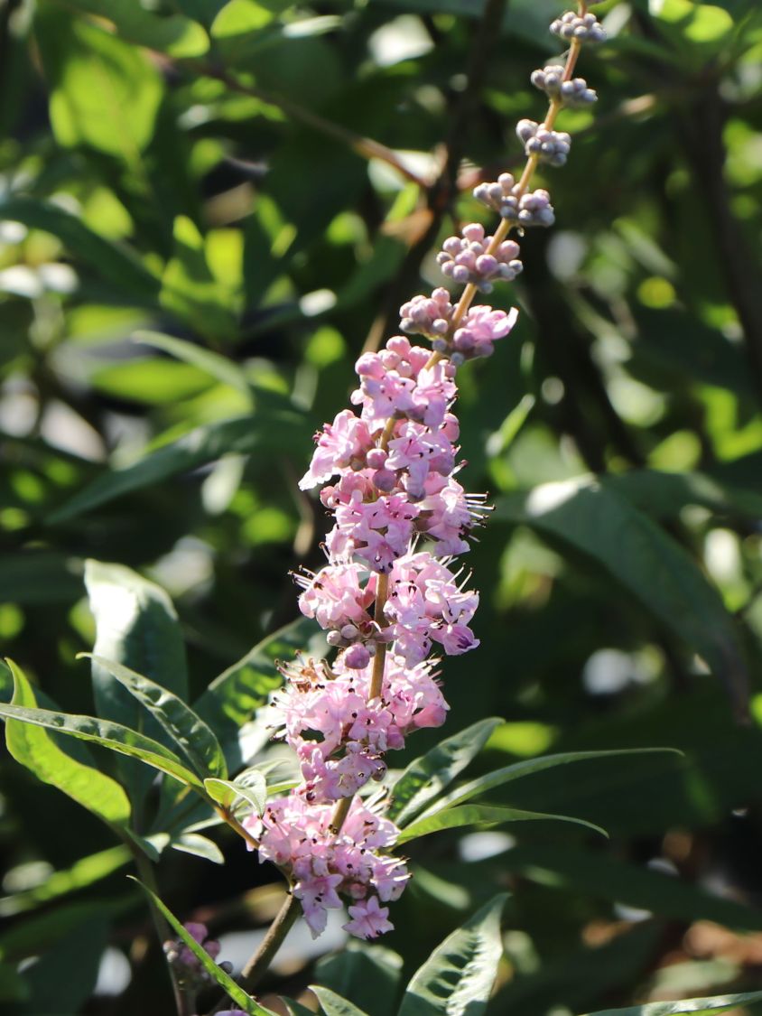 Mönchspfeffer 'Santamaria' - Vitex agnus-castus 'Santamaria'