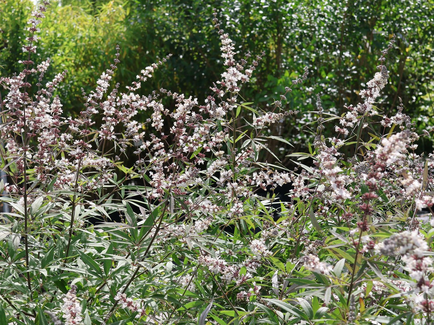 Mönchspfeffer 'Silver Spire' - Vitex agnus-castus 'Silver Spire'