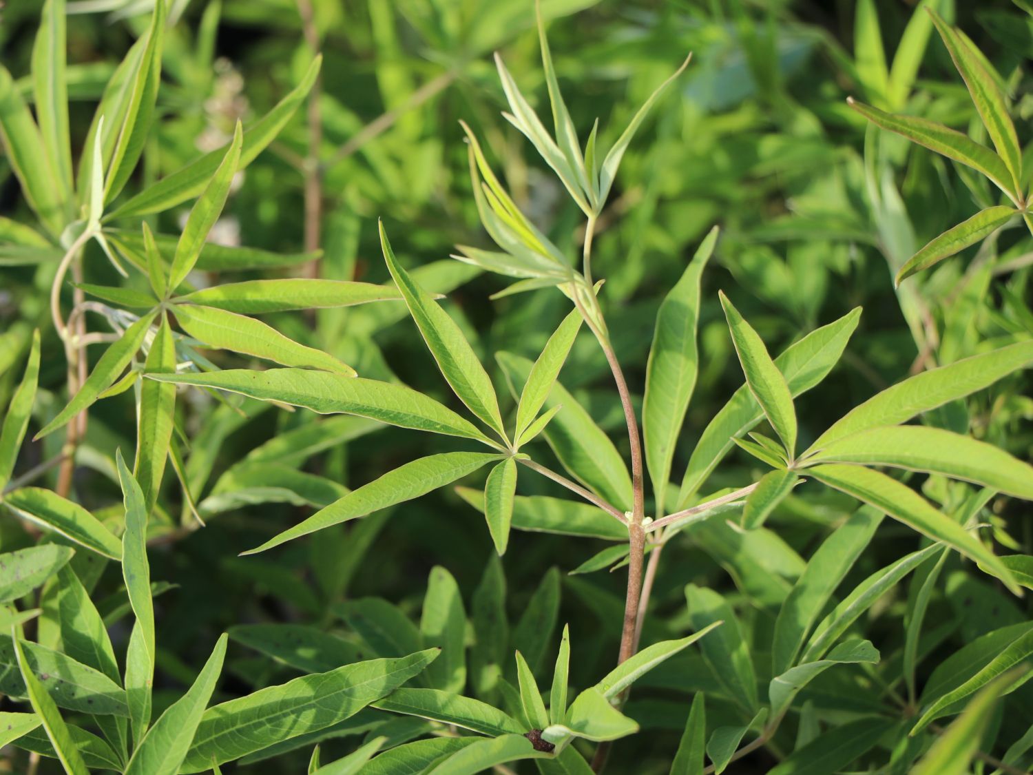 Mönchspfeffer 'Silver Spire' - Vitex agnus-castus 'Silver Spire'