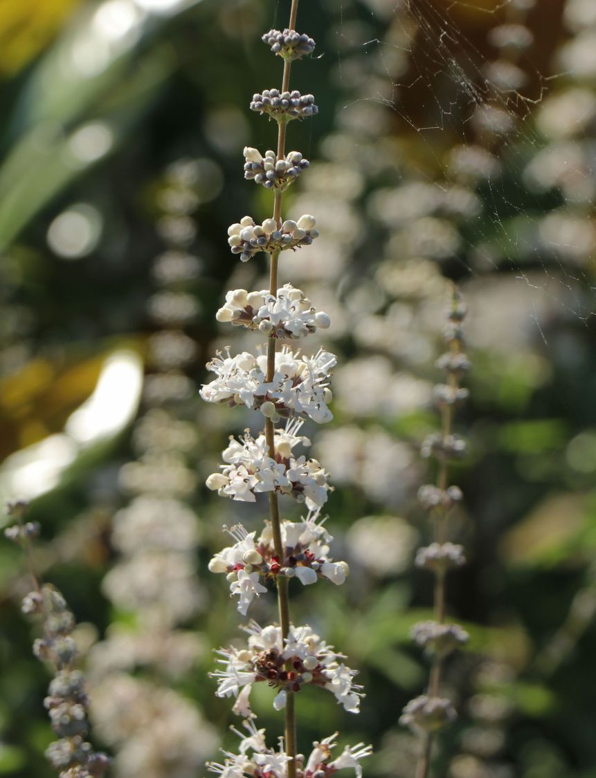Mönchspfeffer 'Silver Spire' - Vitex agnus-castus 'Silver Spire'