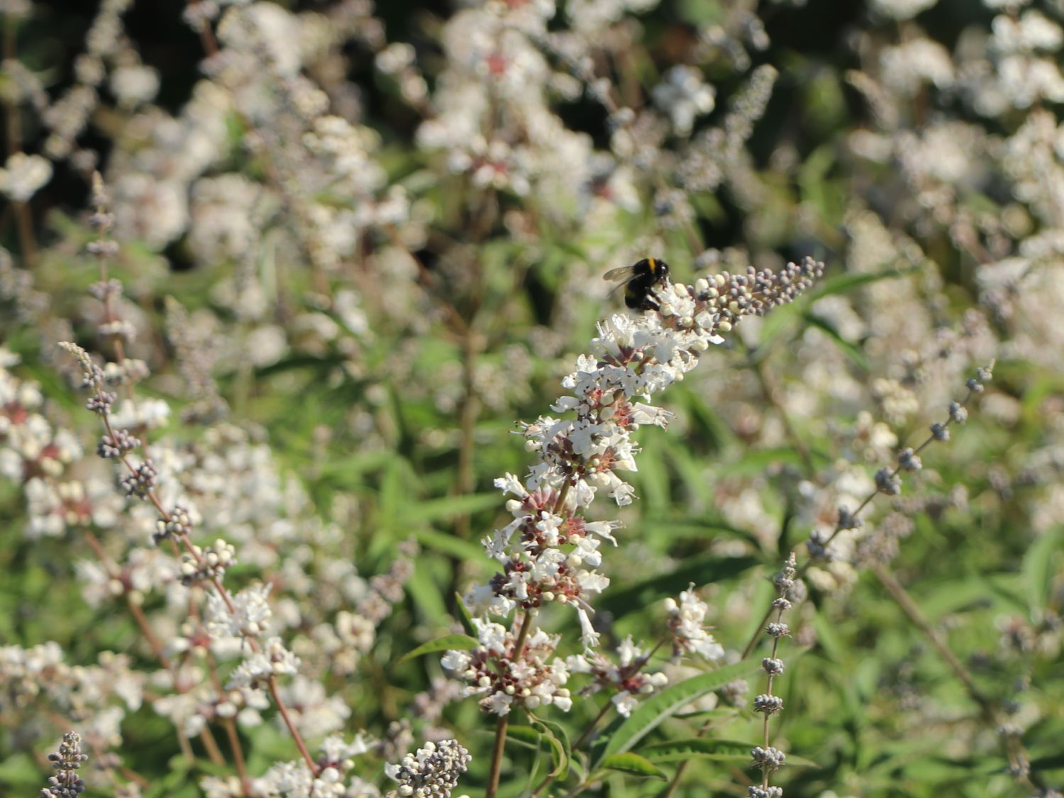 Mönchspfeffer 'Silver Spire' - Vitex agnus-castus 'Silver Spire'