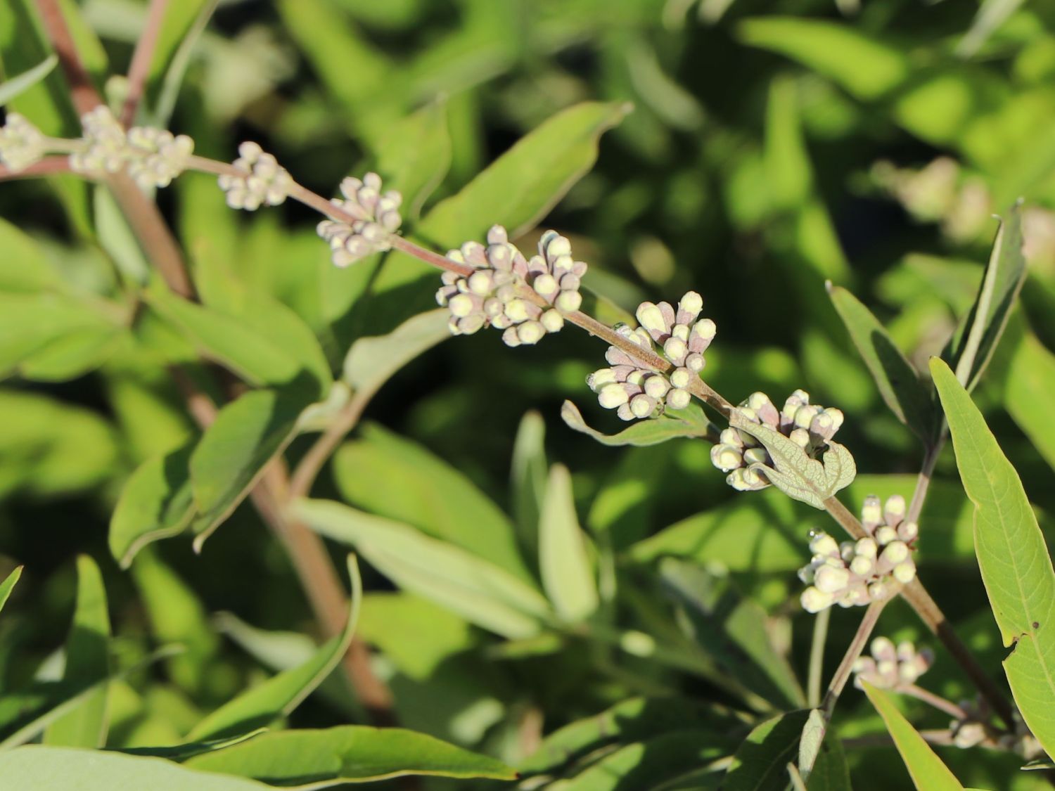 Mönchspfeffer 'Silver Spire' - Vitex agnus-castus 'Silver Spire'