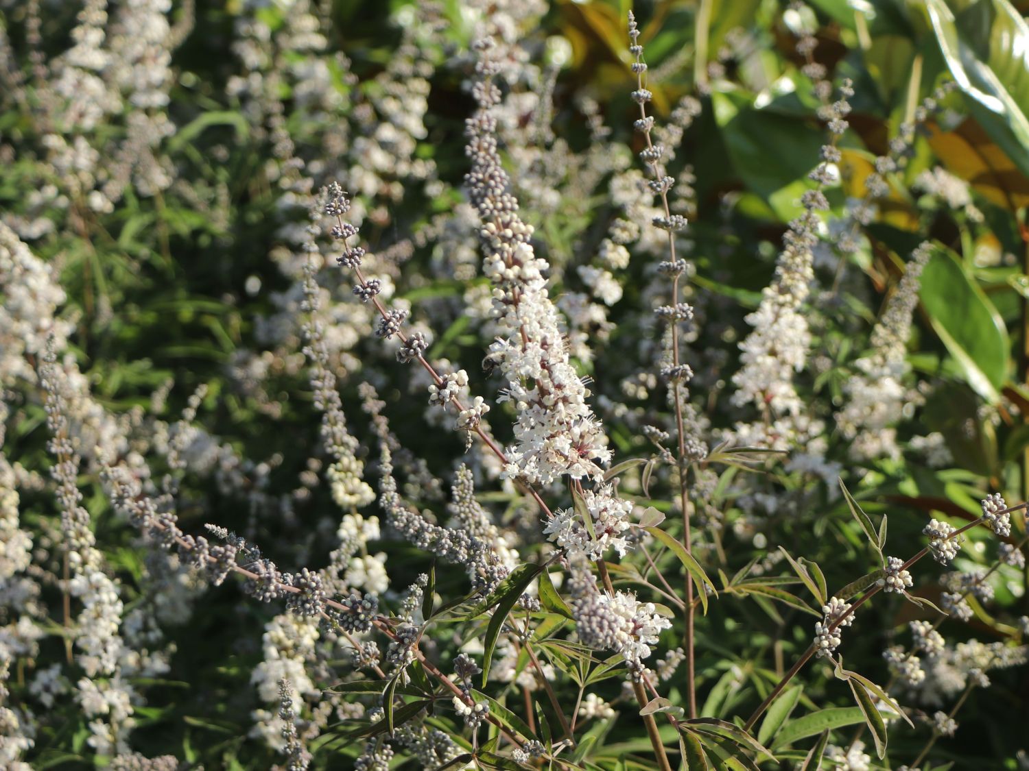 Mönchspfeffer 'Silver Spire' - Vitex agnus-castus 'Silver Spire'