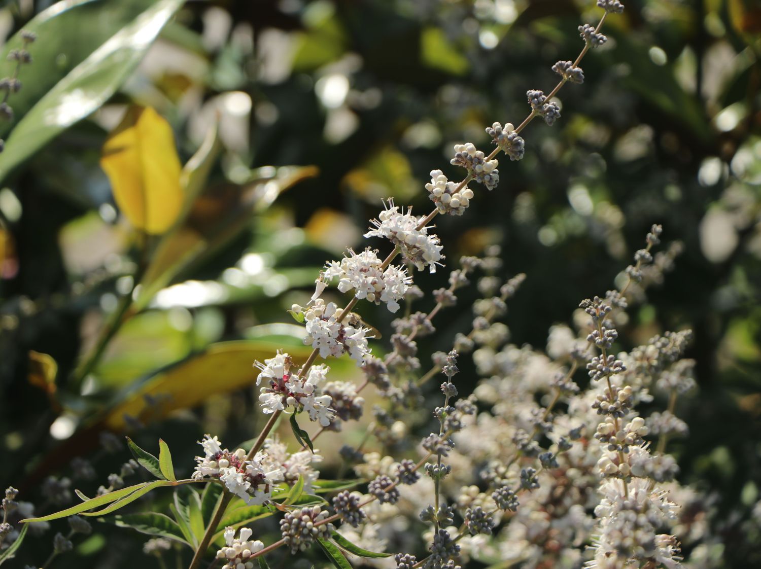 Mönchspfeffer 'Silver Spire' - Vitex agnus-castus 'Silver Spire'
