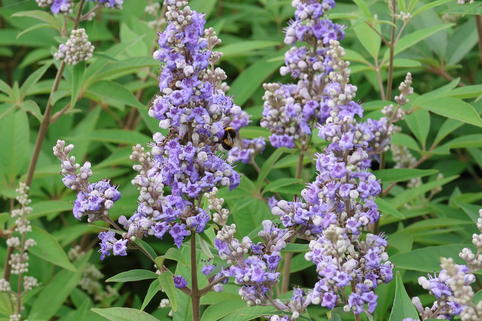 Mönchspfeffer 'Summertime Blues' - Vitex agnus-castus 'Summertime Blues'