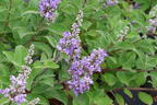 Mönchspfeffer 'Summertime Blues' - Vitex agnus-castus 'Summertime Blues'
