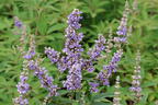 Mönchspfeffer 'Summertime Blues' - Vitex agnus-castus 'Summertime Blues'