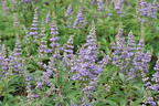 Mönchspfeffer 'Summertime Blues' - Vitex agnus-castus 'Summertime Blues'
