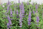 Mönchspfeffer 'Summertime Blues' - Vitex agnus-castus 'Summertime Blues'