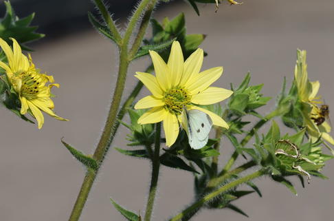 Mohrs Becherpflanze - Silphium mohrii