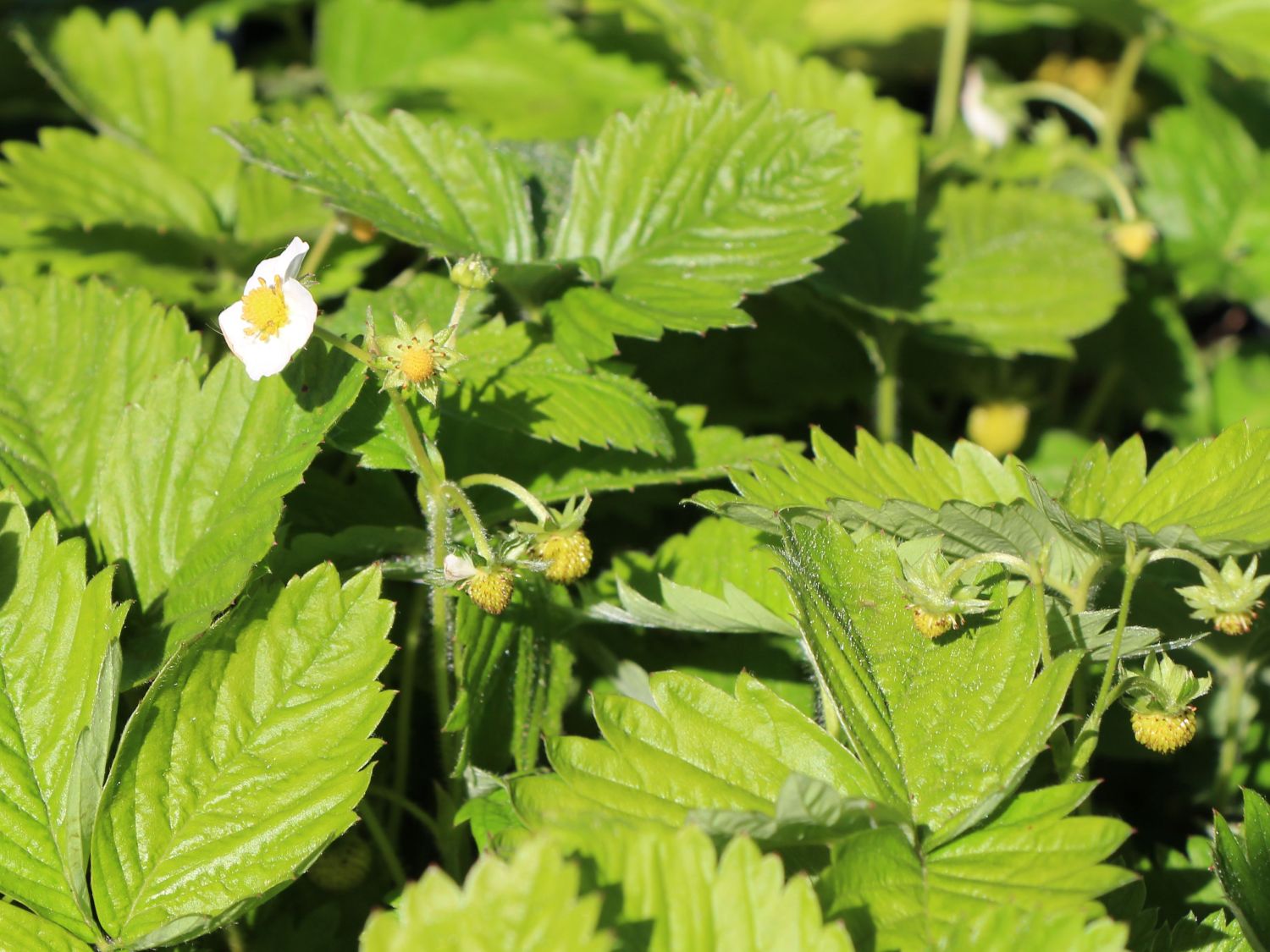 Monats-Erdbeere 'Alexandria' - Fragaria vesca var. semperflorens 'Alexandria'