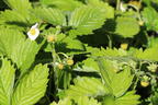 Monats-Erdbeere 'Alexandria' - Fragaria vesca var. semperflorens 'Alexandria'