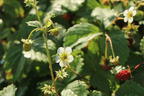 Monats-Erdbeere 'Rügen' - Fragaria vesca var. semperflorens 'Rügen'