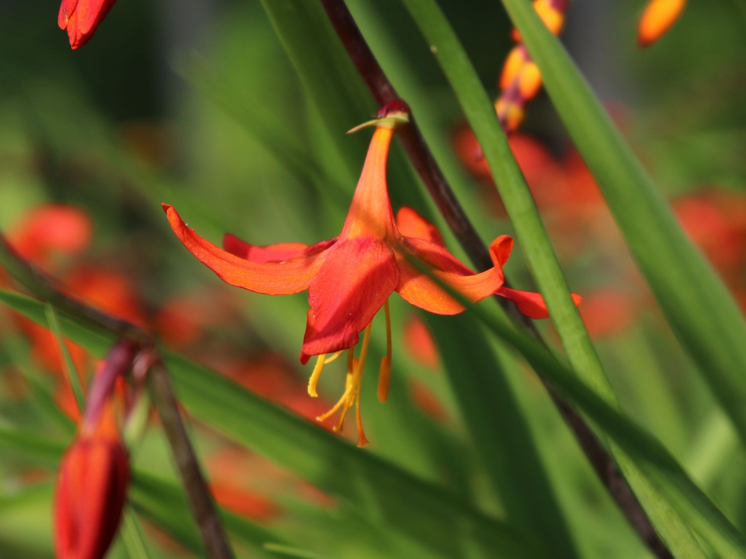 Monbretie 'BABYLON' ®