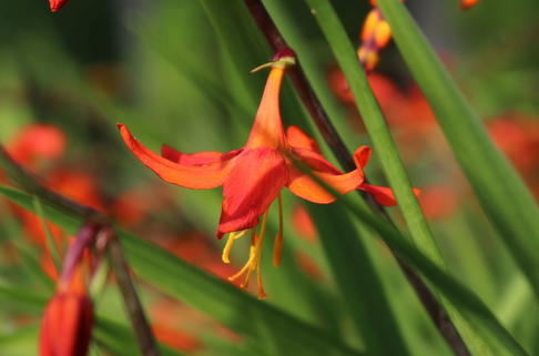 Monbretie 'BABYLON' ® - Crocosmia x crocosmiiflora 'BABYLON' ®