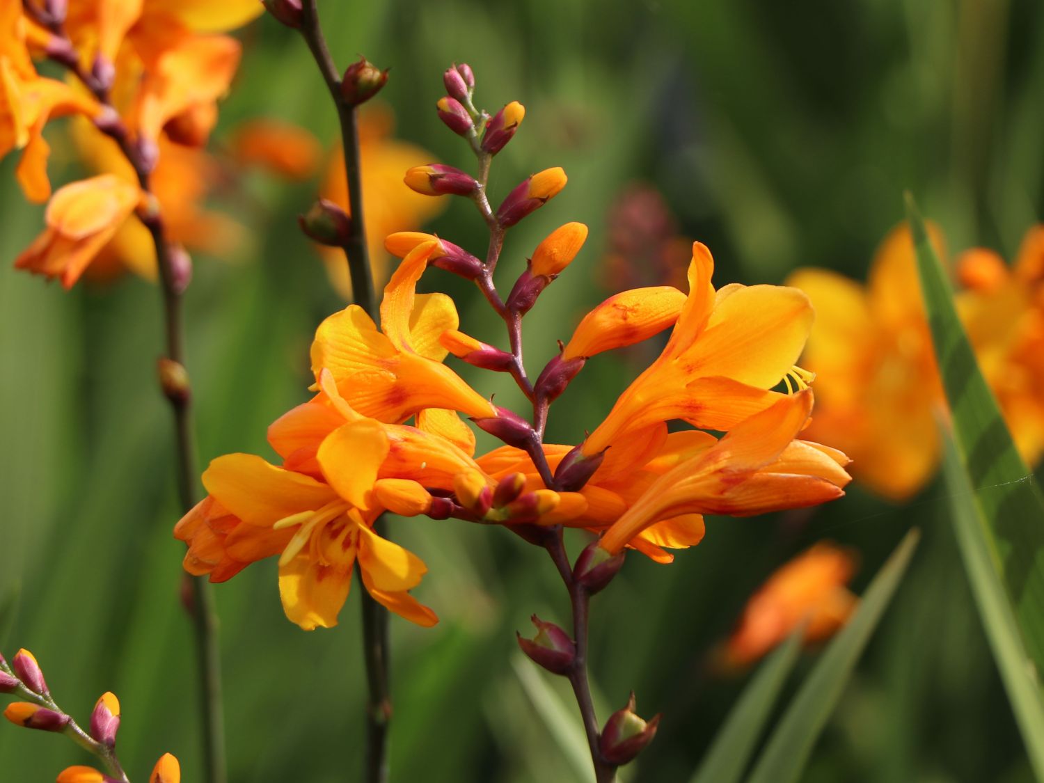 Monbretie 'Columbus'