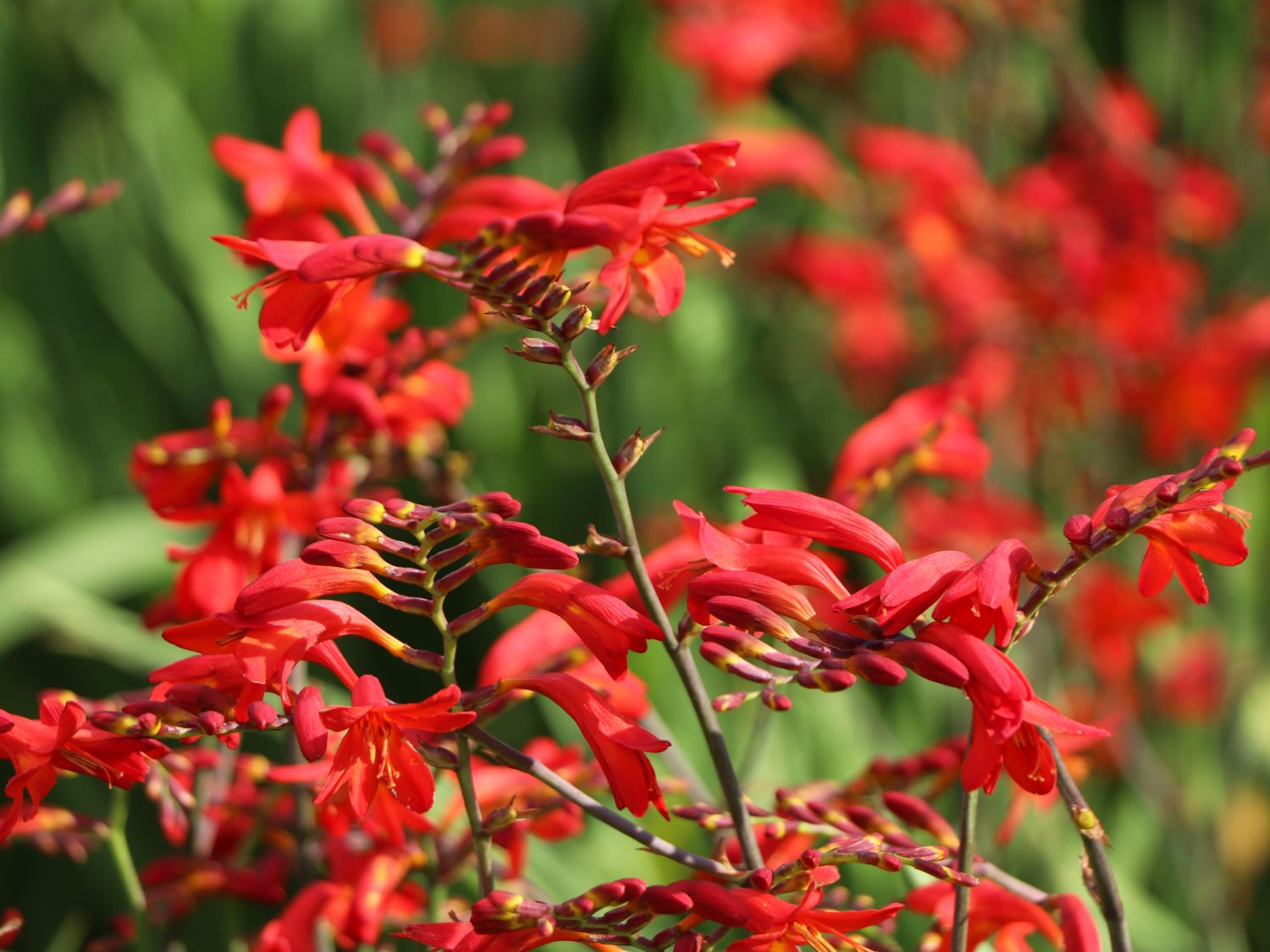Montbretie 'Emberglow' - Crocosmia x crocosmiiflora 'Emberglow'