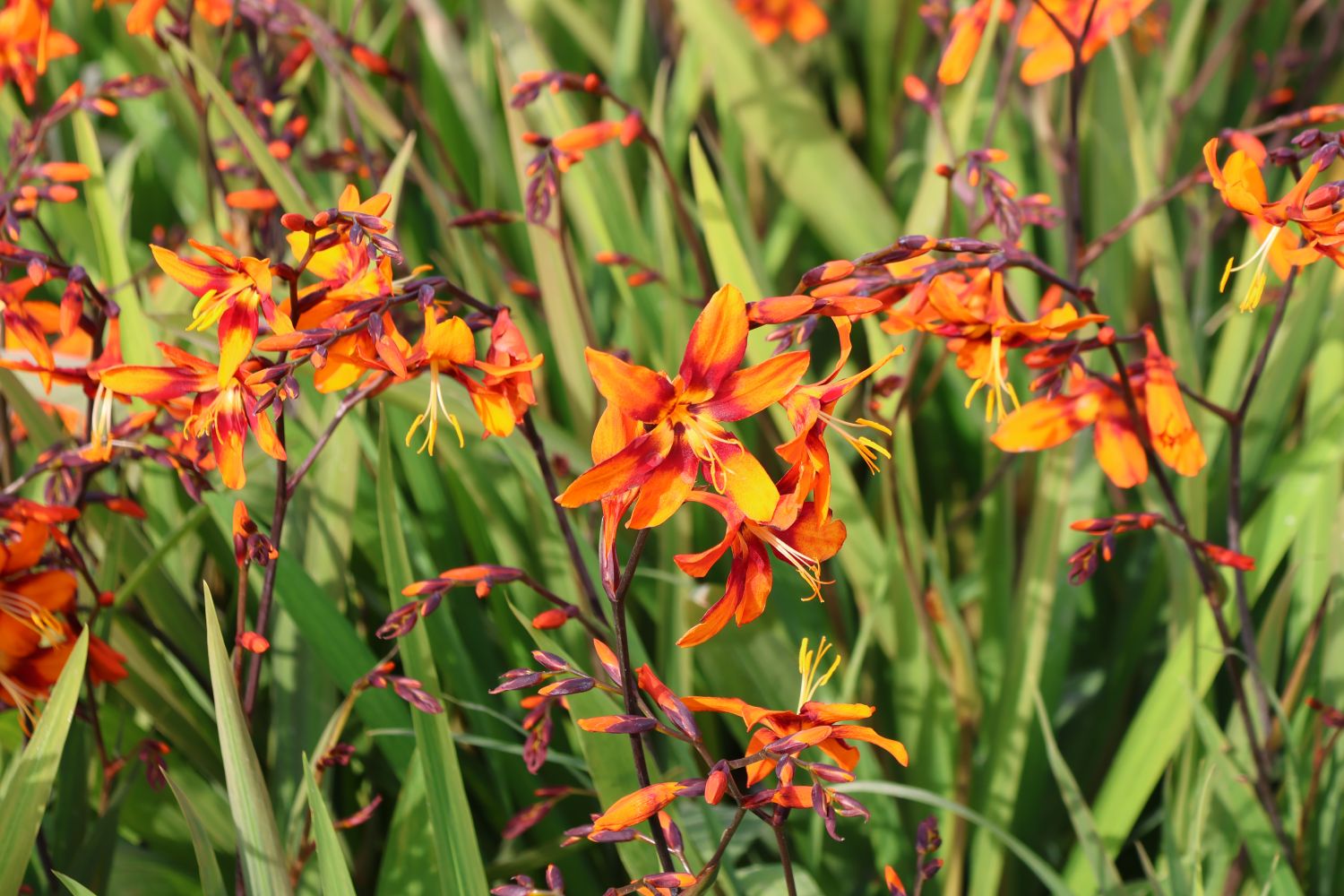 Montbretie 'Emily McKenzie' - Crocosmia x crocosmiiflora 'Emily McKenzie'