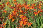 Montbretie 'Emily McKenzie' - Crocosmia x crocosmiiflora 'Emily McKenzie'