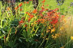 Montbretie 'Emily McKenzie' - Crocosmia x crocosmiiflora 'Emily McKenzie'