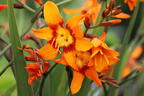 Montbretie 'Emily McKenzie' - Crocosmia x crocosmiiflora 'Emily McKenzie'