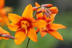 Montbretie 'Emily McKenzie' - Crocosmia x crocosmiiflora 'Emily McKenzie'