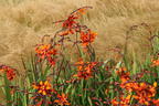 Montbretie 'Emily McKenzie' - Crocosmia x crocosmiiflora 'Emily McKenzie'
